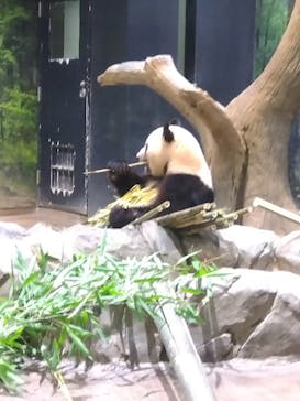 恩賜上野動物園に投稿された画像（2025/7/26）