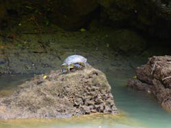 B-nature（ビーネイチャー）に投稿された画像（2025/7/26）