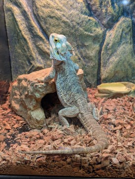 リトルモンスター展～「うゎっ」と「ぅわぁ～」のいきものたち～ @新潟県立自然科学館に投稿された画像（2025/7/26）