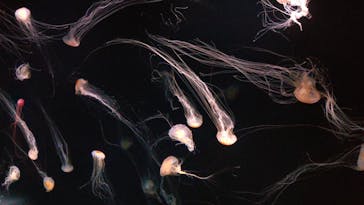 サンシャイン水族館に投稿された画像（2025/7/26）