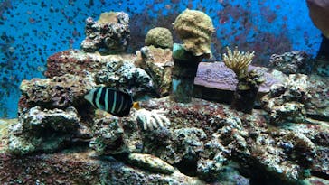 サンシャイン水族館に投稿された画像（2025/7/26）