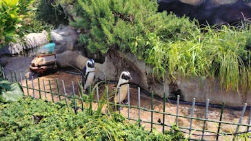 サンシャイン水族館に投稿された画像（2025/7/26）