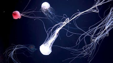 サンシャイン水族館に投稿された画像（2025/7/26）