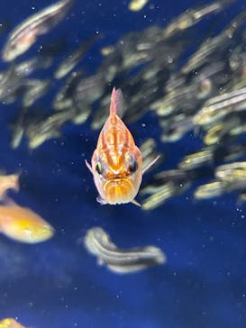 サンシャイン水族館に投稿された画像（2025/7/26）