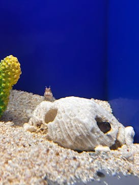 サンシャイン水族館に投稿された画像（2025/7/26）