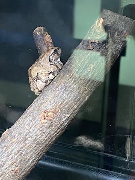 リトルモンスター展～「うゎっ」と「ぅわぁ～」のいきものたち～ @新潟県立自然科学館に投稿された画像（2025/7/26）