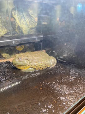 リトルモンスター展～「うゎっ」と「ぅわぁ～」のいきものたち～ @新潟県立自然科学館に投稿された画像（2025/7/26）