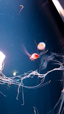 サンシャイン水族館に投稿された画像（2025/7/26）