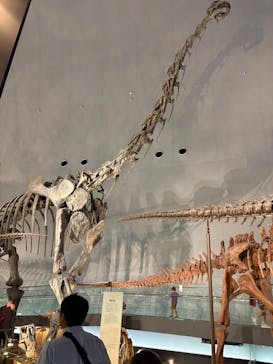 福井県立恐竜博物館に投稿された画像（2025/7/26）