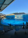 新江ノ島水族館に投稿された画像（2025/7/26）