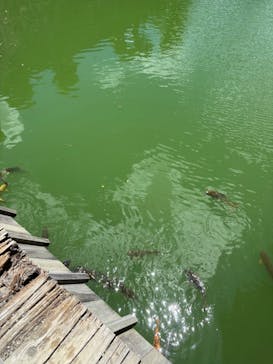 元離宮二条城に投稿された画像（2025/7/26）