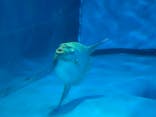 アクアワールド茨城県大洗水族館に投稿された画像（2025/7/26）