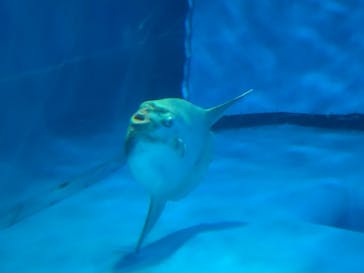 アクアワールド茨城県大洗水族館に投稿された画像（2025/7/26）