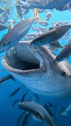 Simple marine service（シンプルマリンサービス）に投稿された画像（2025/7/26）