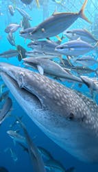 Simple marine service（シンプルマリンサービス）に投稿された画像（2025/7/26）