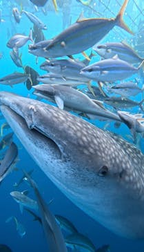 Simple marine service（シンプルマリンサービス）に投稿された画像（2025/7/26）