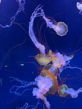 すみだ水族館に投稿された画像（2025/7/26）