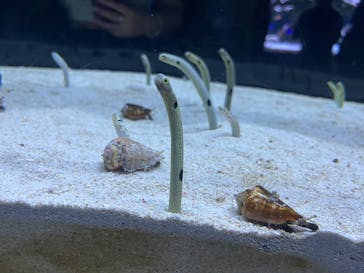 すみだ水族館に投稿された画像（2025/7/26）