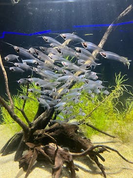 カワスイ 川崎⽔族館に投稿された画像（2025/7/26）