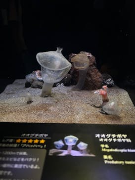 環境水族館アクアマリンふくしまに投稿された画像（2025/7/26）