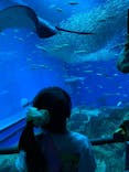 アクアワールド茨城県大洗水族館に投稿された画像（2025/7/26）
