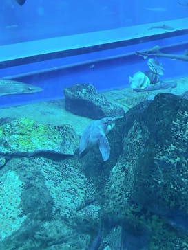 アクアワールド茨城県大洗水族館に投稿された画像（2025/7/26）