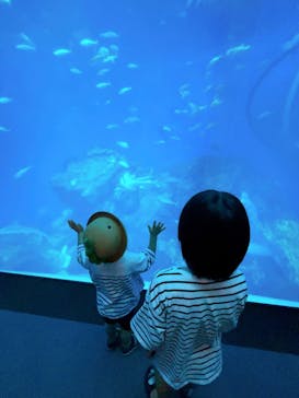 アクアワールド茨城県大洗水族館に投稿された画像（2025/7/26）