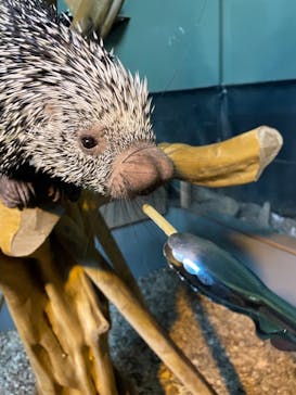 カワスイ 川崎⽔族館に投稿された画像（2025/7/26）