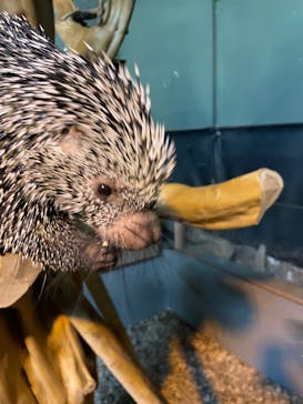 カワスイ 川崎⽔族館に投稿された画像（2025/7/26）