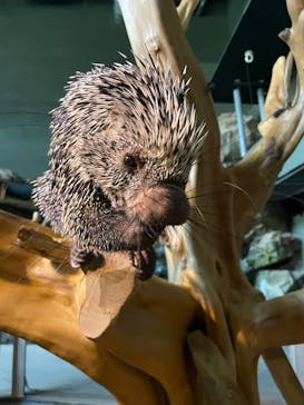 カワスイ 川崎⽔族館に投稿された画像（2025/7/26）