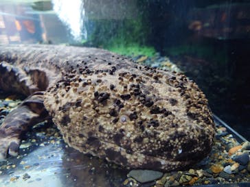 京都水族館に投稿された画像（2025/7/26）