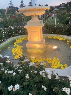 京成バラ園に投稿された画像（2025/7/26）