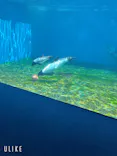 仙台うみの杜水族館に投稿された画像（2025/7/26）