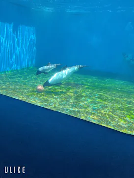 仙台うみの杜水族館に投稿された画像（2025/7/26）