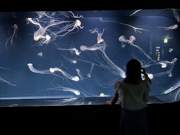 サンシャイン水族館に投稿された画像（2025/7/26）