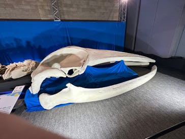 巨大恐竜展2025に投稿された画像（2025/7/26）