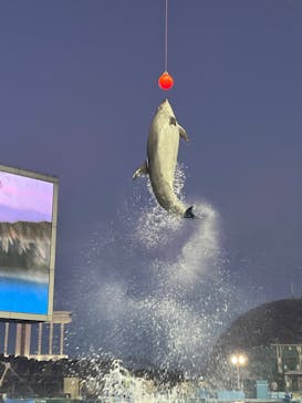 名古屋港水族館に投稿された画像（2025/7/26）