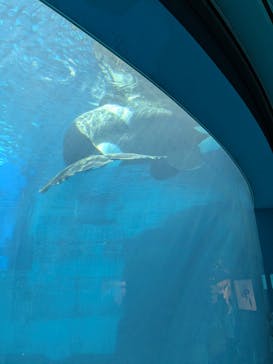 名古屋港水族館に投稿された画像（2025/7/26）