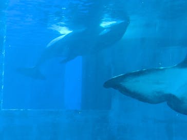 名古屋港水族館に投稿された画像（2025/7/26）