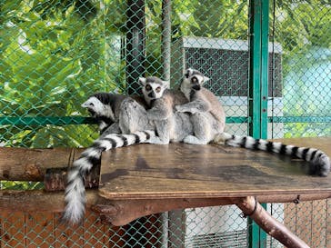 那須ワールドモンキーパークに投稿された画像（2025/7/26）