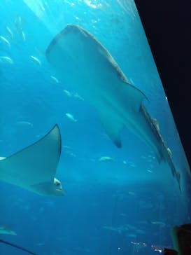 沖縄美ら海水族館に投稿された画像（2025/7/26）