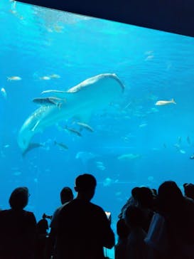 沖縄美ら海水族館に投稿された画像（2025/7/26）