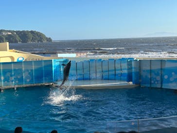 新江ノ島水族館に投稿された画像（2025/7/26）