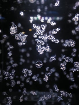 アクアワールド茨城県大洗水族館に投稿された画像（2025/7/26）