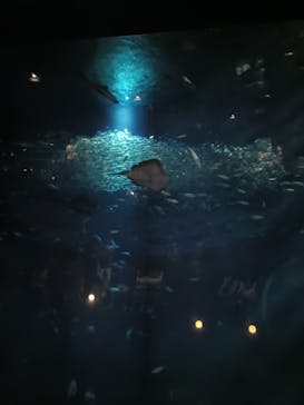 アクアワールド茨城県大洗水族館に投稿された画像（2025/7/26）