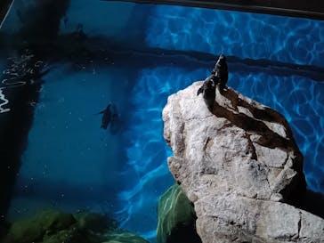 アクアワールド茨城県大洗水族館に投稿された画像（2025/7/26）