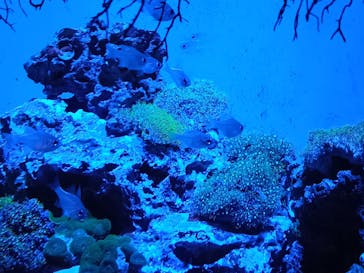 アクアワールド茨城県大洗水族館に投稿された画像（2025/7/26）