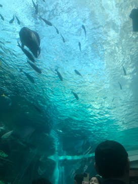 名古屋港水族館に投稿された画像（2025/7/26）
