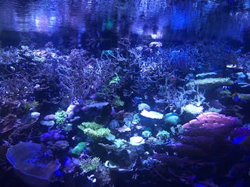 名古屋港水族館に投稿された画像（2025/7/26）