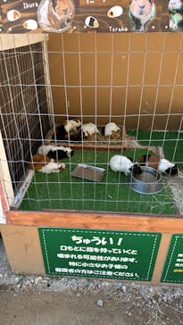 神戸市立六甲山牧場に投稿された画像（2025/7/26）